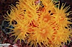 Orange cup coral. Isla Champion, Galapagos Islands, Ecuador. Image #01861