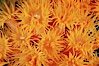 Orange cup coral. Isla Champion, Galapagos Islands, Ecuador. Image #01864