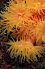 Orange cup coral. Isla Champion, Galapagos Islands, Ecuador. Image #01865