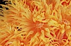 Orange cup coral. Isla Champion, Galapagos Islands, Ecuador. Image #01866