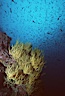 Black coral. Isla Champion, Galapagos Islands, Ecuador. Image #01867