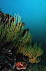 Black coral. Cousins, Galapagos Islands, Ecuador. Image #01870