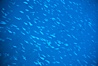 Schooling Pacific Creolefish, Darwin. Darwin Island, Galapagos Islands, Ecuador. Image #01887