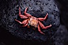 Sally Lightfoot crab. Galapagos Islands, Ecuador. Image #01894