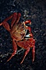Sally Lightfoot crab. Galapagos Islands, Ecuador. Image #01895