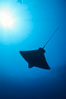 California bat ray. San Clemente Island, USA. Image #01917