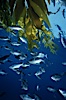Half-moon perch, offshore drift kelp. San Diego, California, USA. Image #01933