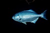 Half-moon perch. San Diego, California, USA. Image #01934