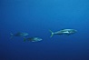 North Pacific Yellowtail, near drift kelp. San Diego, California, USA. Image #01939
