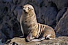Guadalupe fur seal. Guadalupe Island (Isla Guadalupe), Baja California, Mexico. Image #01949