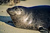 This Pacific harbor seal has an ear with no external ear flaps, marking it as a true seal and not a sea lion.  La Jolla, California.  This group of harbor seals, which has formed a breeding colony at a small but popular beach near San Diego, is at the center of considerable controversy.  While harbor seals are protected from harassment by the Marine Mammal Protection Act and other legislation, local interests would like to see the seals leave so that people can resume using the beach. La Jolla, California, USA. Image #01957
