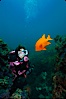 Diver and garibaldi, Catalina. Catalina Island, California, USA. Image #01969