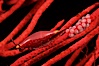 Simnia and egg cluster on red gorgonian. Anacapa Island, California, USA. Image #01983