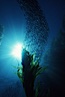 Jack mackerel and kelp. San Clemente Island, California, USA. Image #01988