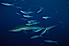 Silky shark. Cocos Island, Costa Rica. Image #01990