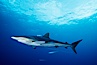 Silky shark. Cocos Island, Costa Rica. Image #01991
