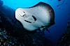 Marbled ray. Cocos Island, Costa Rica. Image #01993