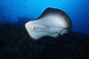 Marbled ray. Cocos Island, Costa Rica. Image #01994