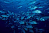 Horse-eyed jacks. Cocos Island, Costa Rica. Image #02015