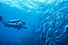 Jacks, videographer Dr. Harrison Stubbs. Cocos Island, Costa Rica. Image #02017