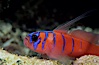 Bluebanded Goby. Catalina Island, California, USA. Image #02020