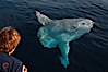Ocean sunfish. San Diego, California, USA. Image #02028