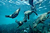 California sea lions swim and socialize over a kelp-covered rocky reef, underwater at San Clemente Island in California's southern Channel Islands. San Clemente Island, California, USA. Image #02031