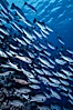 Schooling Jordans snapper. Cocos Island, Costa Rica. Image #02038