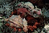 Flathead scorpionfish. Egyptian Red Sea, Egypt. Image #02042