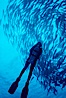 Diver and schooling jacks. Cocos Island, Costa Rica. Image #02047