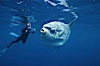 Ocean sunfish and videographer, open ocean. San Diego, California, USA. Image #02057