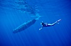 Sperm whale and Olympic swimmer Mikako Kotani. Sao Miguel Island, Azores, Portugal. Image #02063