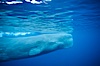 Sperm whale. Sao Miguel Island, Azores, Portugal. Image #02065