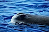 Sperm whale blowhole (left side of head). Sao Miguel Island, Azores, Portugal. Image #02073