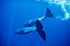 Sperm whales diving. Sao Miguel Island, Azores, Portugal. Image #02077