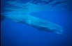Sperm whale. Sao Miguel Island, Azores, Portugal. Image #02080