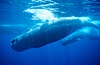 Mature male (bull) sperm whale. Sao Miguel Island, Azores, Portugal. Image #02081