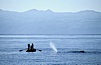Sperm whale blows in front of Tokyo Broadcasting System film crew. Sao Miguel Island, Azores, Portugal. Image #02082