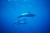 Short-finned pilot whales. Sao Miguel Island, Azores, Portugal. Image #02085