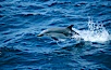 Common dolphin leaping (porpoising). San Diego, California, USA. Image #02098