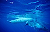 WHITE juvenile sperm whale in social group. Sao Miguel Island, Azores, Portugal. Image #02099