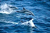 Common dolphin leaping (porpoising). San Diego, California, USA. Image #02107