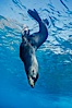 Guadalupe fur seal, floating upside down under the ocean's surface at Guadalupe Island, watching the photographer and looking for passing predators. Guadalupe Island (Isla Guadalupe), Baja California, Mexico. Image #02114