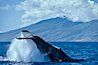 North Pacific humpback whale, peduncle throw. Maui, Hawaii, USA. Image #02153