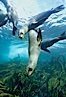 California sea lions swim and socialize over a kelp-covered rocky reef, underwater at San Clemente Island in California's southern Channel Islands. San Clemente Island, California, USA. Image #02159