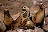 California sea lions, Coronado Islands. Coronado Islands (Islas Coronado), Coronado Islands, Baja California, Mexico. Image #02160