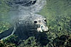 Northern elephant seal, San Benito Islands. San Benito Islands (Islas San Benito), Baja California, Mexico. Image #02161