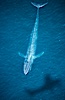 Blue whale aerial photo, with the shadow of the survey plane providing scale as to how huge the whale really is. Image #02168