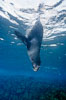 Galapagos fur seal. North Seymour Island, Galapagos Islands, Ecuador. Image #02243