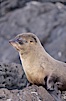 Galapagos fur seal. James Island, Galapagos Islands, Ecuador. Image #02244